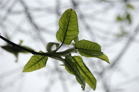 黄桷兰插土里能存活吗(黄桷兰插土里能存活吗有毒吗)