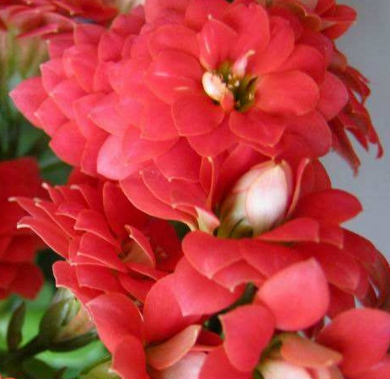 长寿花蛋黄好养吗