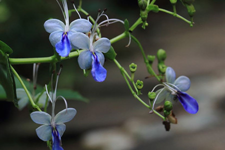 蓝蝴蝶盆栽好养吗