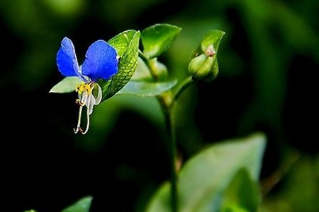 蓝蝴蝶盆栽好养吗