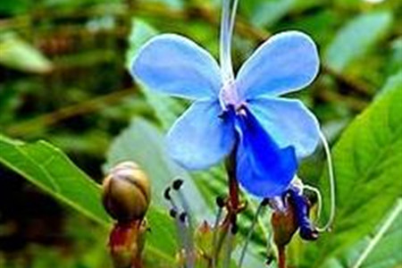 蓝蝴蝶盆栽好养吗