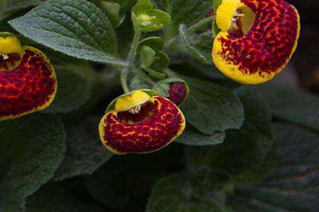 阳台种荷花怎么才能开花多