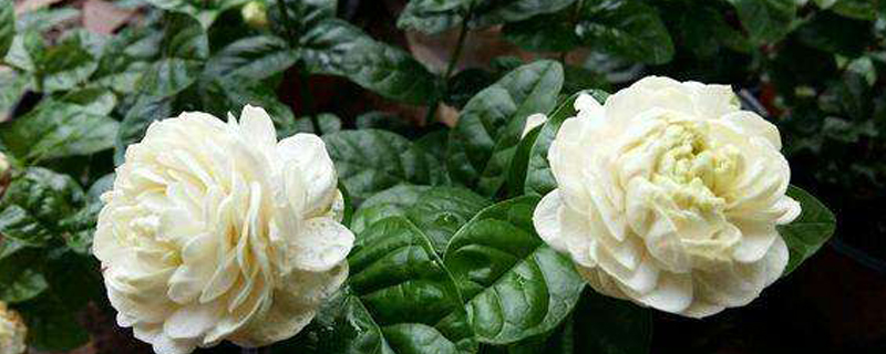 虎头茉莉几年苗才开花(虎头茉莉的花期)