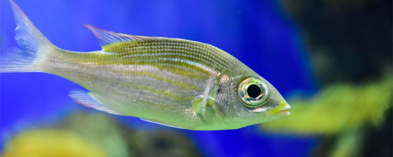 1米5鱼缸养什么鱼最好适合养哪种鱼(1米5的缸适合养什么鱼)