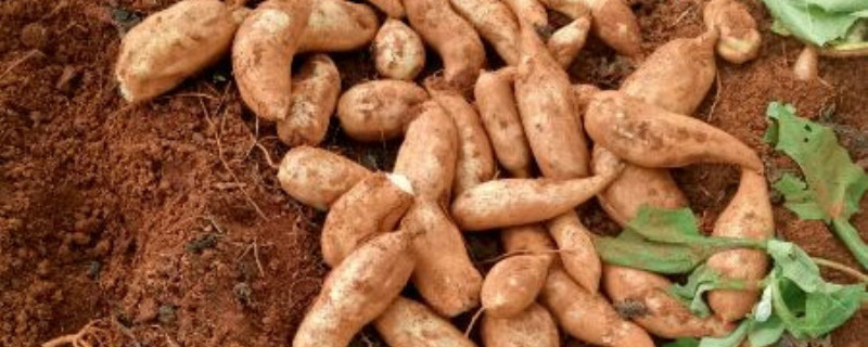 雪莲果是什么雪莲果的吃法大全(雪莲果是什么好吃吗)