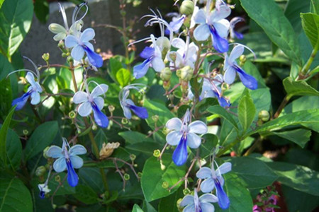 蓝蝴蝶盆栽好养吗