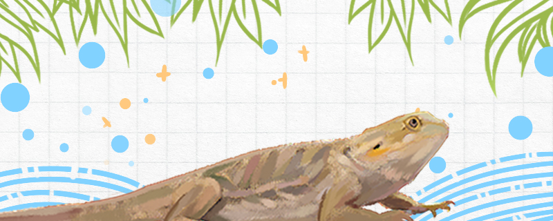 蜥蜴为什么会断尾断尾后还能再生吗(蜥蜴断尾为什么尾巴还能动)