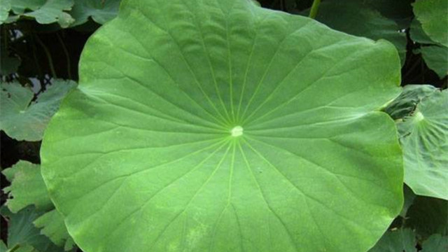 荷花荷叶的作用(荷花叶有什么作用)