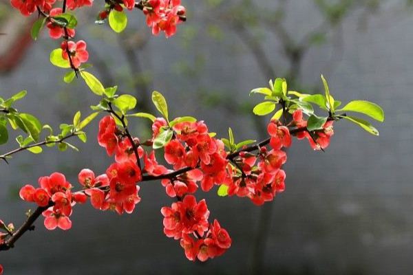 贴梗海棠繁殖方法大全(贴梗海棠非常好扦插)