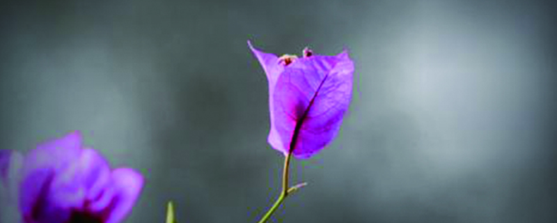 三角梅能泡出根吗怎么用水生根(三角梅用水泡能长出根吗?)