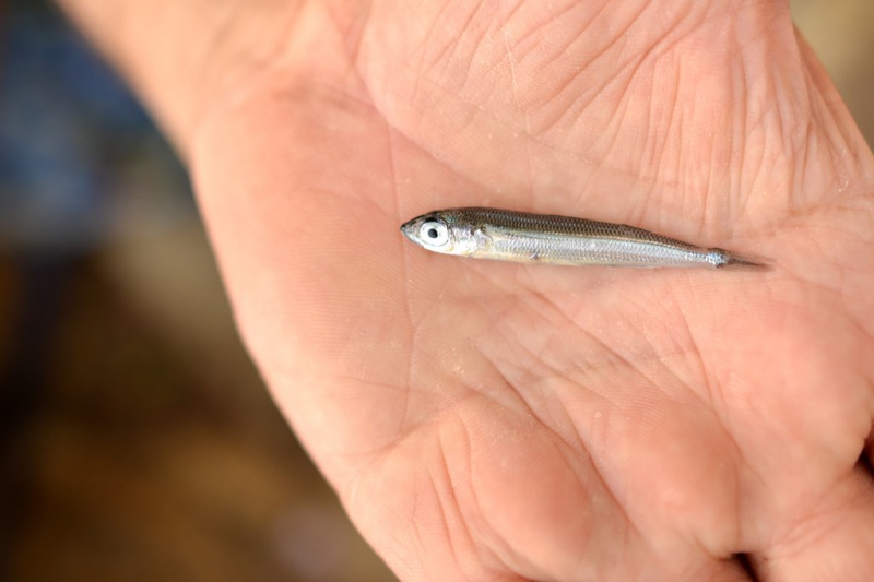 龙鱼喂什么食物最好多久喂一次(龙鱼喂食时间)