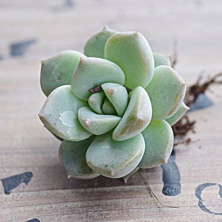 白牡丹怎样爆盆