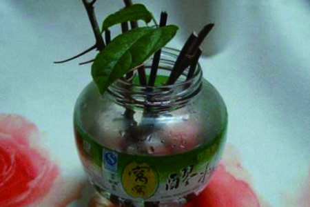 三角梅用水泡能长出根吗?