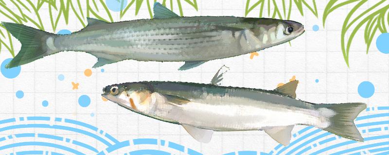 白眼鱼和梭鱼一样吗有什么区别(白眼鱼和梭鱼一样吗有什么区别图片)