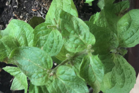 阳台种荷花怎么才能开花多