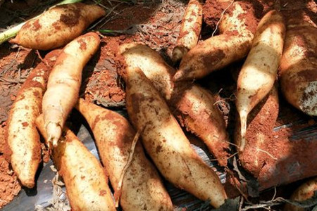 雪莲果是什么好吃吗