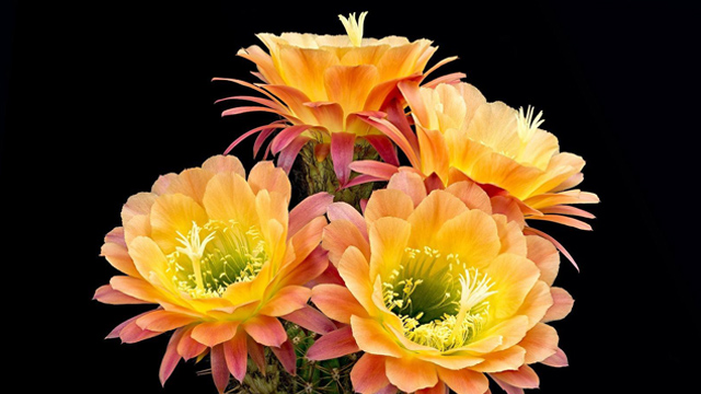 金琥和仙人球的区别(金琥仙人球有毒吗)