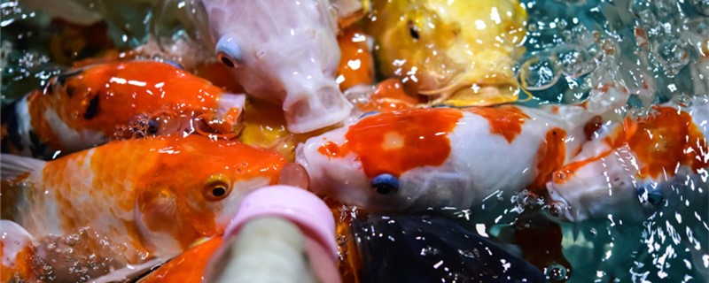 锦鲤冬天能在室外过冬吗怎样在户外过冬(锦鲤冬天能在室外过冬吗怎样在户外过冬呢)