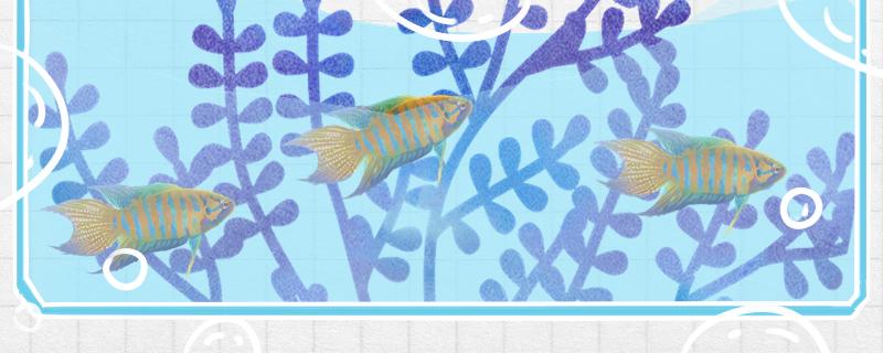 中国斗鱼会吃黑壳虾吗能和黑壳虾一起养吗(斗鱼吃黑壳虾能增色吗)