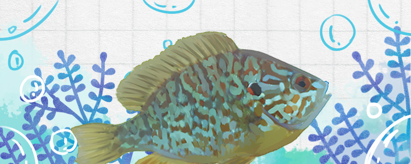 太阳鱼吃什么食物可以吃小鱼吗(太阳鱼吃饲料吗)