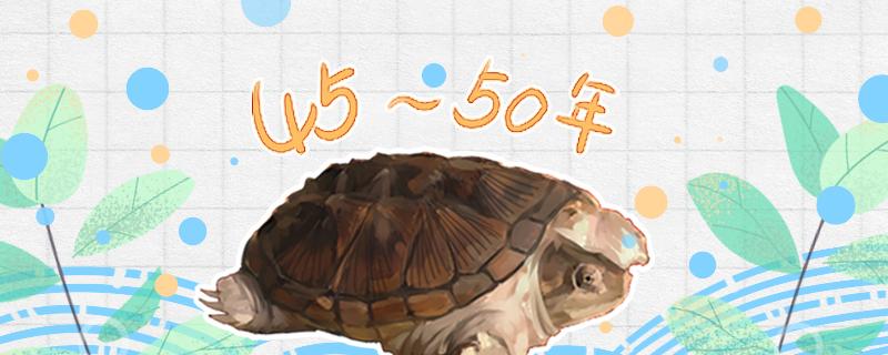 小鳄龟能活多久能长多大(小鳄龟能养大吗)