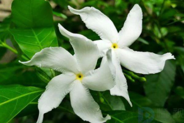 2023喜欢栀子花的句子(喜欢栀子花的说说)