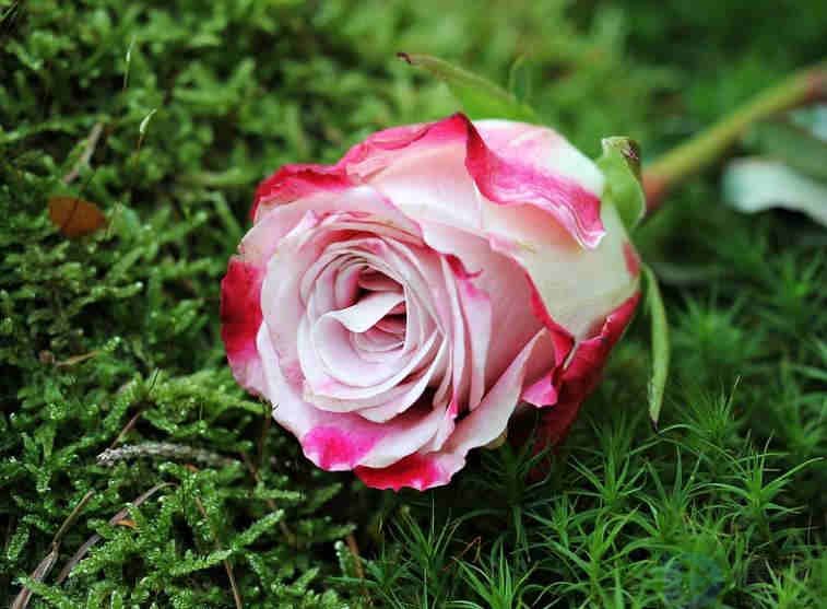 2023带有玫瑰的浪漫文案(关于玫瑰文案句子)