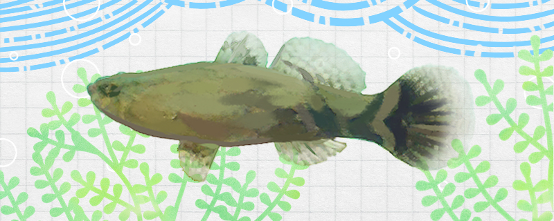 笋壳鱼是什么鱼有毒吗(笋壳鱼的图片和作用)