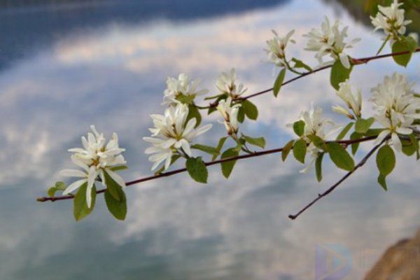 喜欢栀子花的说说