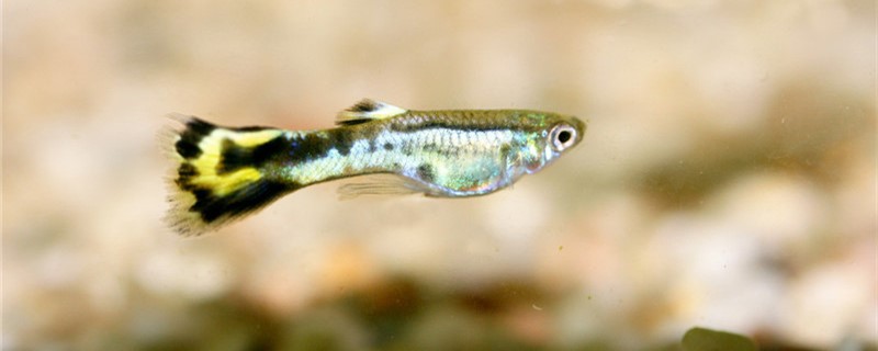 孔雀鱼怀孕会长胎斑吗胎斑怎么看(孔雀鱼的孕斑是什么样的)