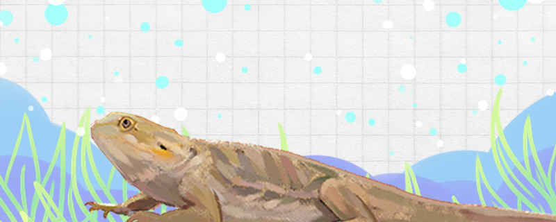 蜥蜴冬天怎么过冬需要冬眠吗(蜥蜴如何过冬)