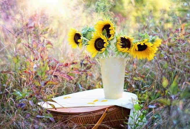 2023唯美向日葵文案(向日葵文案短句干净治愈)