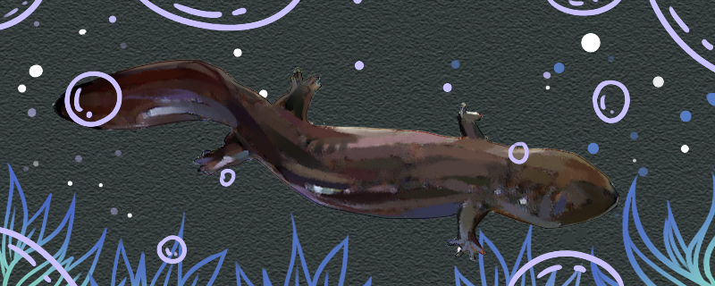 娃娃鱼不吃食是怎么回事怎么解决(家养娃娃鱼不吃食是什么原因)