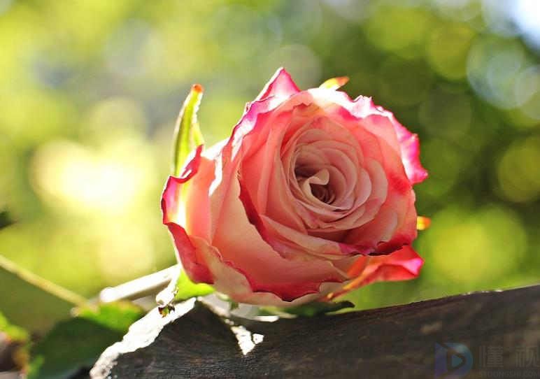 小众却惊艳的文案关于玫瑰