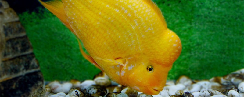 罗汉鱼需要灯照吗选什么灯好(罗汉鱼灯照多久合适)