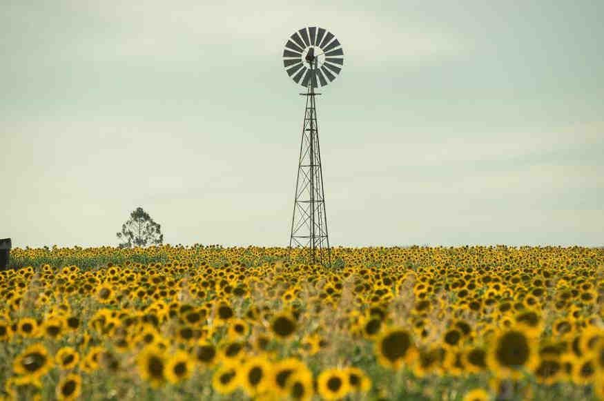 向日葵文案短句干净治愈