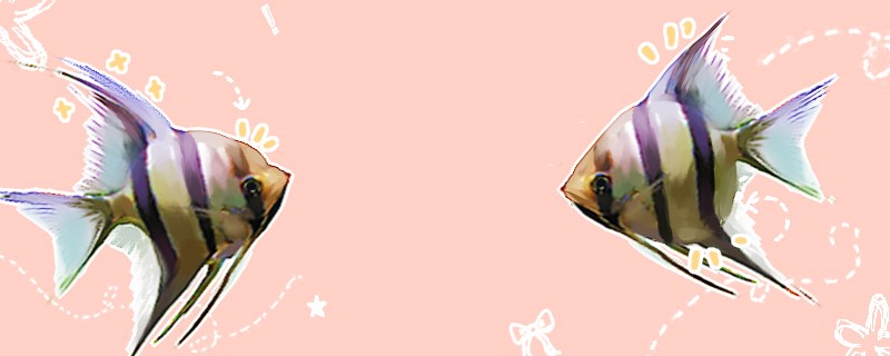 神仙鱼是热带鱼吗水温最低多少度(神仙鱼最适宜的水温是多少度)