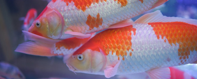 新鱼入缸多久喂食新鱼不吃食怎么办(新鱼入缸多久才能喂食)