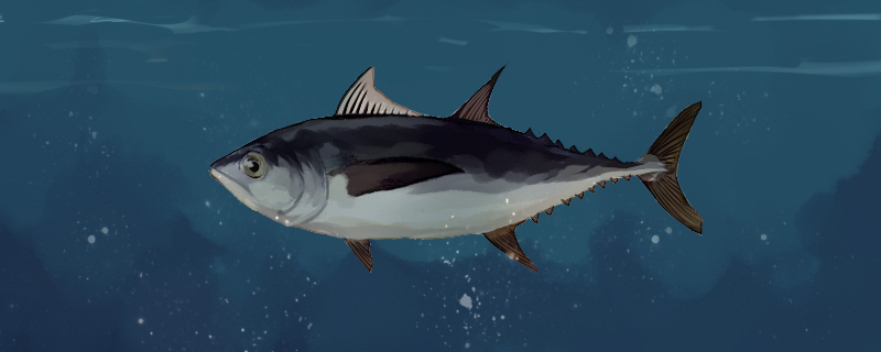 金枪鱼游得快吗为什么要一直游(金枪鱼为什么要不停的游泳)