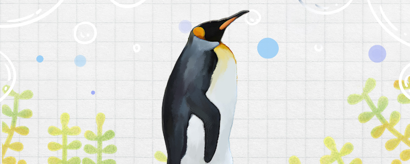 企鹅吃鱼吗吃虾吗(企鹅吃大鱼吗)