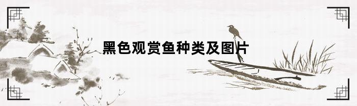 黑色观赏鱼种类及图片(观赏黑色的鱼叫什么鱼)