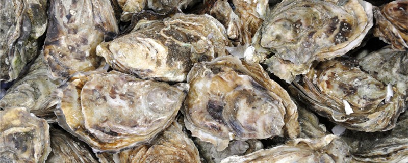 贝类如何繁殖什么时候繁殖(贝类怎么产卵)