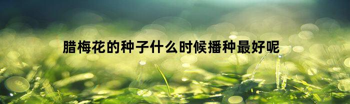 腊梅花的种子什么时候播种最好呢(腊梅花什么时候种植容易成活?)