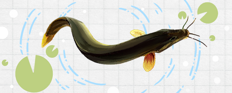 泥鳅和鲶鱼一样吗有什么区别(泥鳅与鲶鱼的区别)