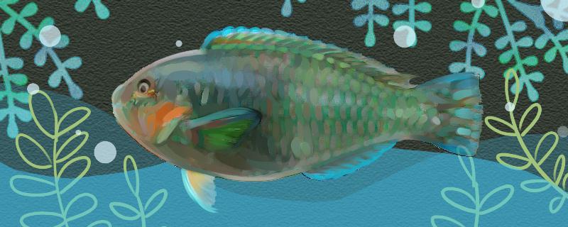 青衣鱼有毒吗有寄生虫吗(青衣鱼内脏能吃吗)