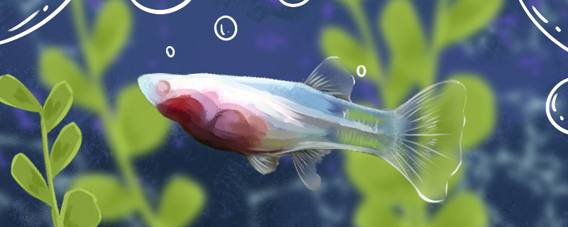 玻璃种孔雀鱼好养吗怎么养(玻璃鱼和孔雀能混养吗)