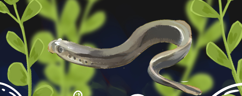 七鳃鳗有毒吗毒性大吗(七鳃鳗有没有毒)