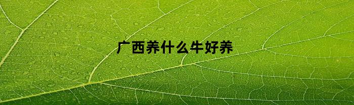 广西养什么牛好养(广西养什么牛好养一点)