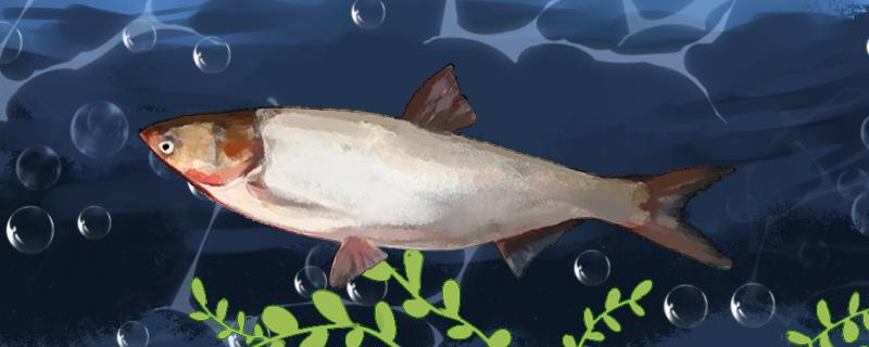 用海竿能钓鲢鱼吗怎么钓(海竿钓鲢鳙鱼妙招)