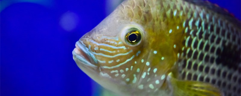 办公室养什么鱼哪些鱼适合养在办公场所(办公室养什么鱼哪些鱼适合养在办公场所里)